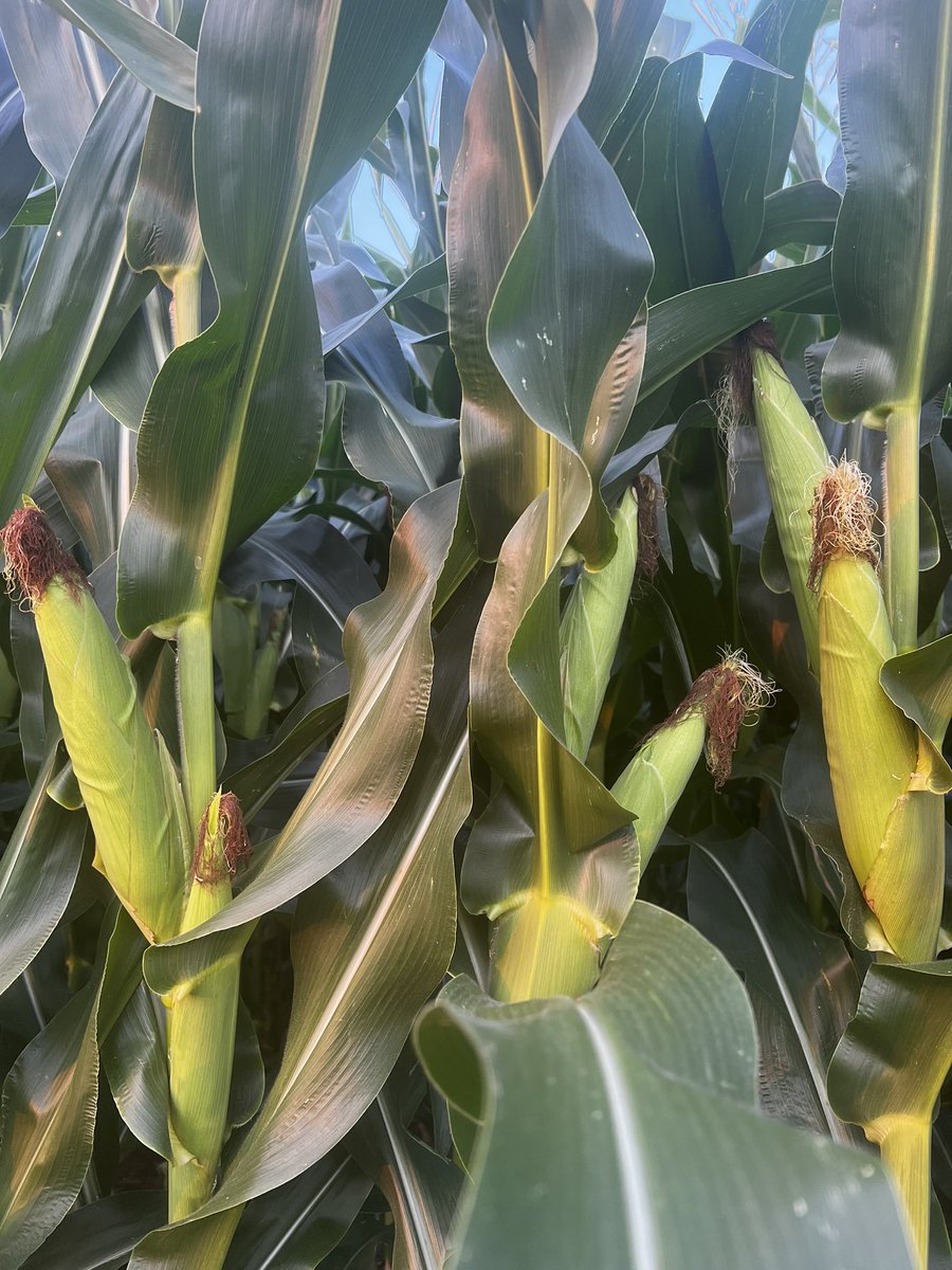 Ted Zepplin tweet media