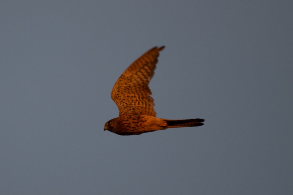 Kestrel over Cholsey Marsh this evening, getting in the last hunt before it gets too dark.