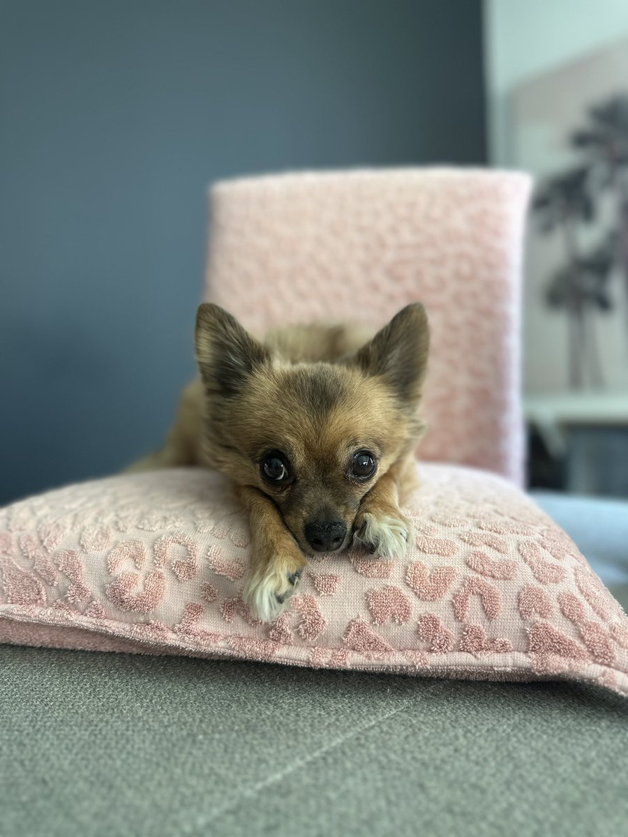 hillary black tweet media