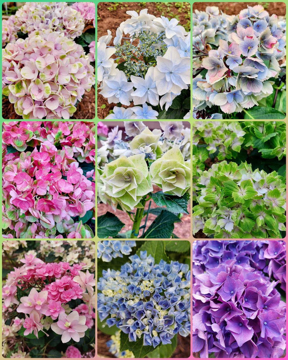 STT0358YJ's tweet photo. 文月12💖
🌈千姿万態の💠紫陽花
品種数は3,000超とのこと🫨
💕色彩や容姿が美しいですね💕

今年も沢山の💠紫陽花に癒されました☺️💕
ご関係者の皆様に感謝です🙏
#TLを花でいっぱいにしよう
#花好きな人と繋がりたい https://t.co/Ecdf1yj9FY