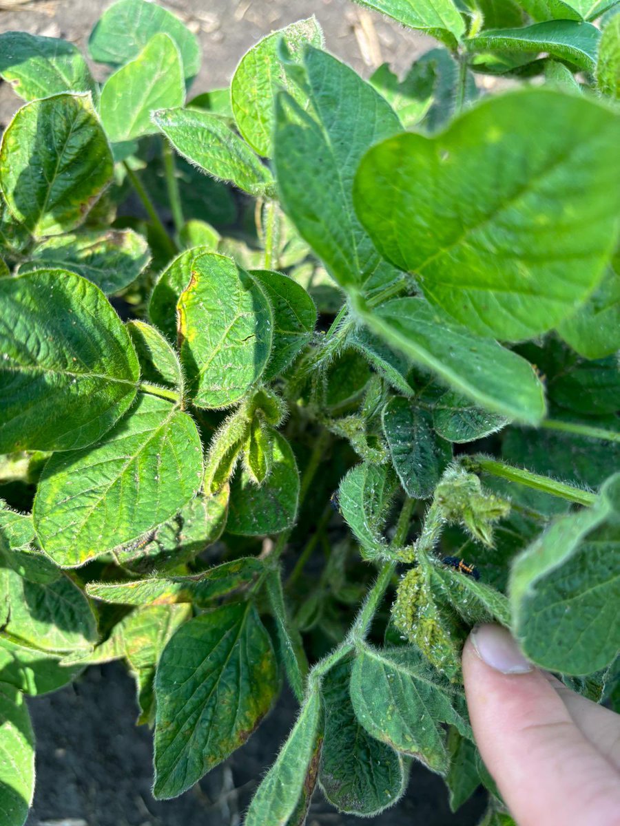 Seeing more and more soybean aphids coming out! 

Start getting out and checking your fields
#scout24