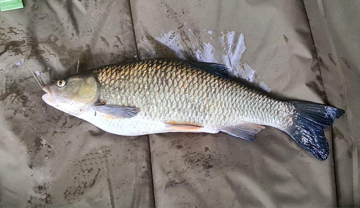 Richmond and District Angling Society tweet media