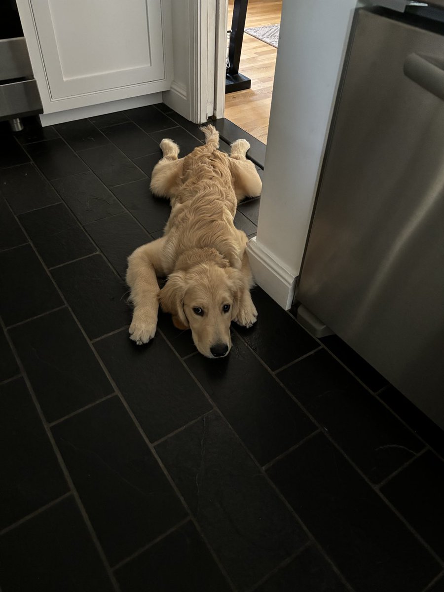 When it is 110 Fahrenheit outside and you come in to cool down.  Slate kitchen floor does the trick.  Five month old Maisie #GoldenRetriever #Phoenix #Arizona