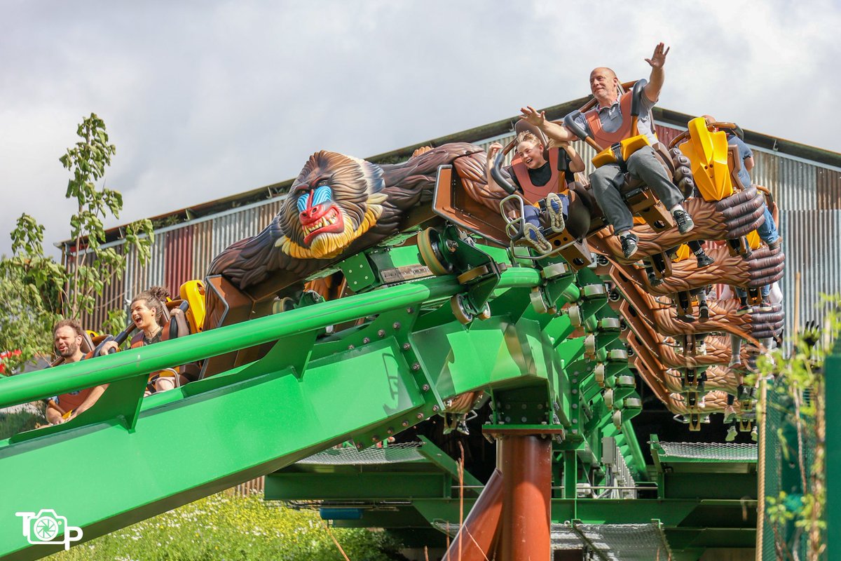 ThrillPix's tweet image. 🧑‍🧑‍🧒‍🧒 What’s the best family-thrill rollercoaster in the UK?

🎢 Mandrill Mayhem at @CWOA 

#chessington #jumanji #rollercoaster #themepark #thrillpix #daysout