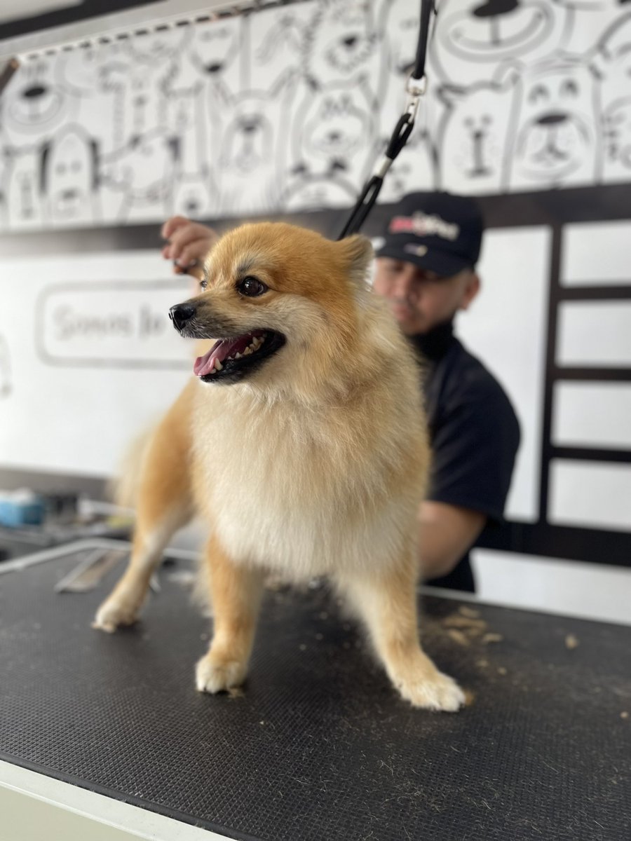 tiendas_maxipet's tweet photo. ¿Tu peludo necesita un corte de pelo?
En Maxipet, nuestros groomers harán para que tu perrito luzca impecable 🐶✂️
¡No dudes en traerlo, lo esperamos! 🤩
#maxipet #grooming https://t.co/1saMbVAxeK
