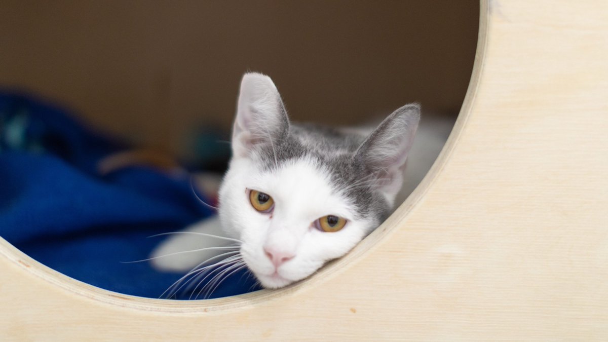 sfspca's tweet photo. It's a hot one today! Prevent heatstroke in your pets by ensuring they are kept in appropriate conditions and be aware of the symptoms. Stay cool and stay safe! 🐾 Read our #tipandtricks on how to protect your pet from heatstroke: https://t.co/uXttnXh5Nk https://t.co/eHeMNgfr5G