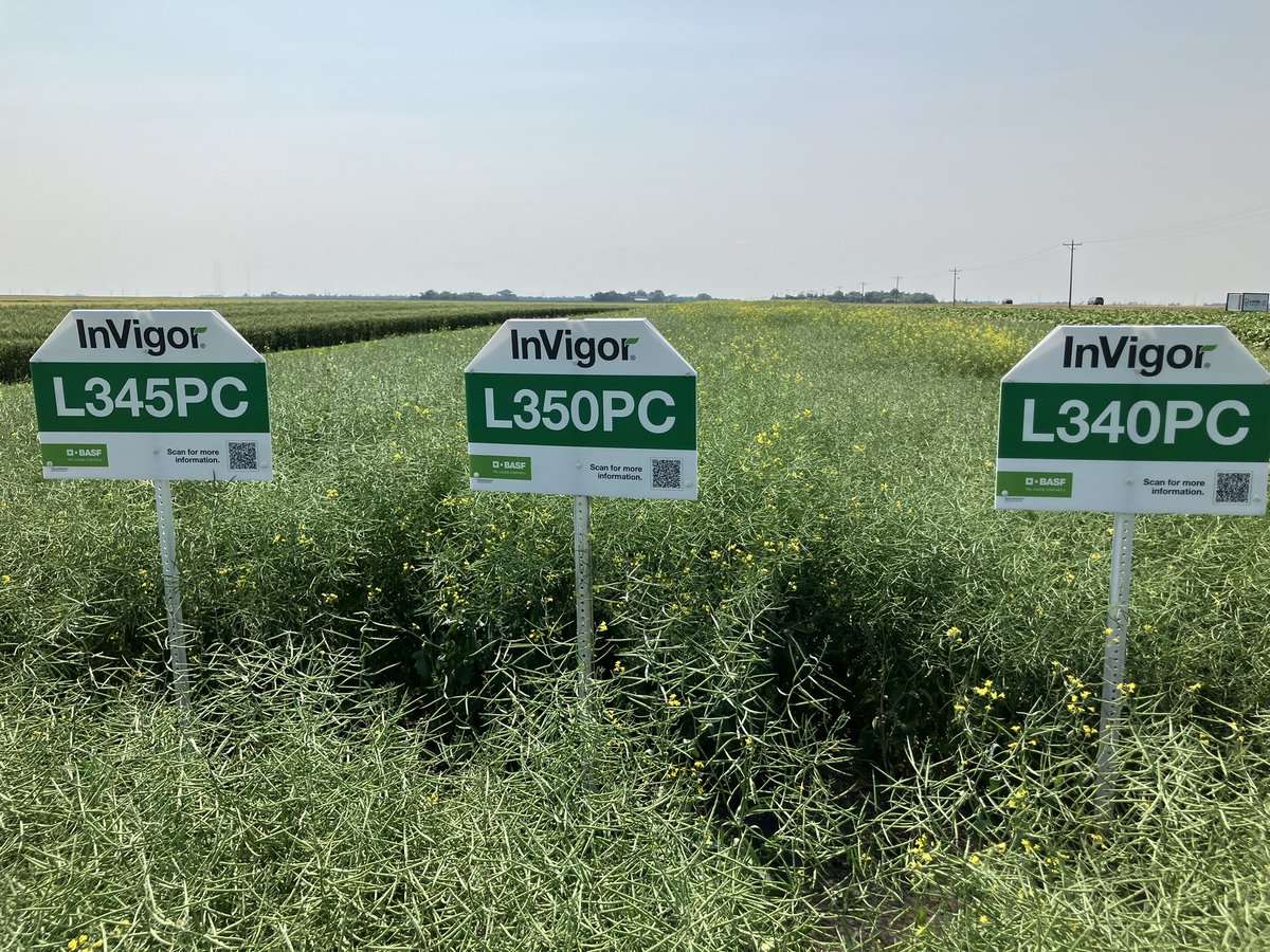 This plot is west of Argusville .  The new hybrid 350 looks fantastic.  It is very tall but has excellent stalk strength