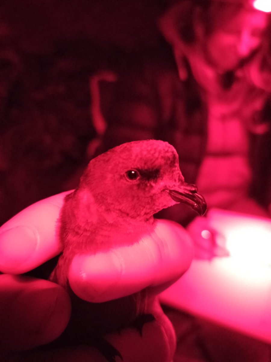 Skokholm Island tweet media