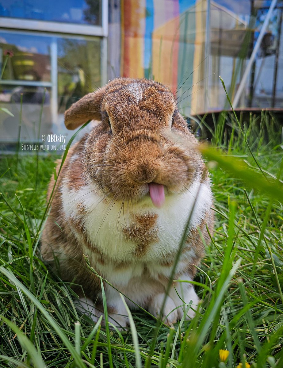 obdsity's tweet photo. Yoshon: Thump you, earthief, I got at least one of my ears back! 😝

#TongueOutThursday #EarThief #StopTheEarThief https://t.co/9NxRq0CZo2