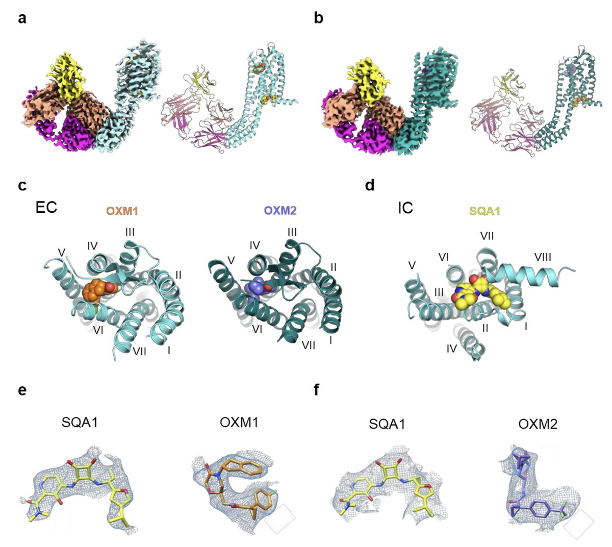 Membrane Protein PDB tweet media