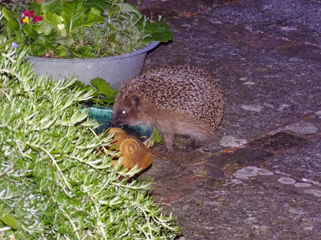 happe_inge_x's tweet photo. Daar is ie weer, de laatst overgebleven egel van de #duintuin. Even dacht ik dat ook deze verhuisd was, maar Hoera! π¦ https://t.co/ePy06vTQeo