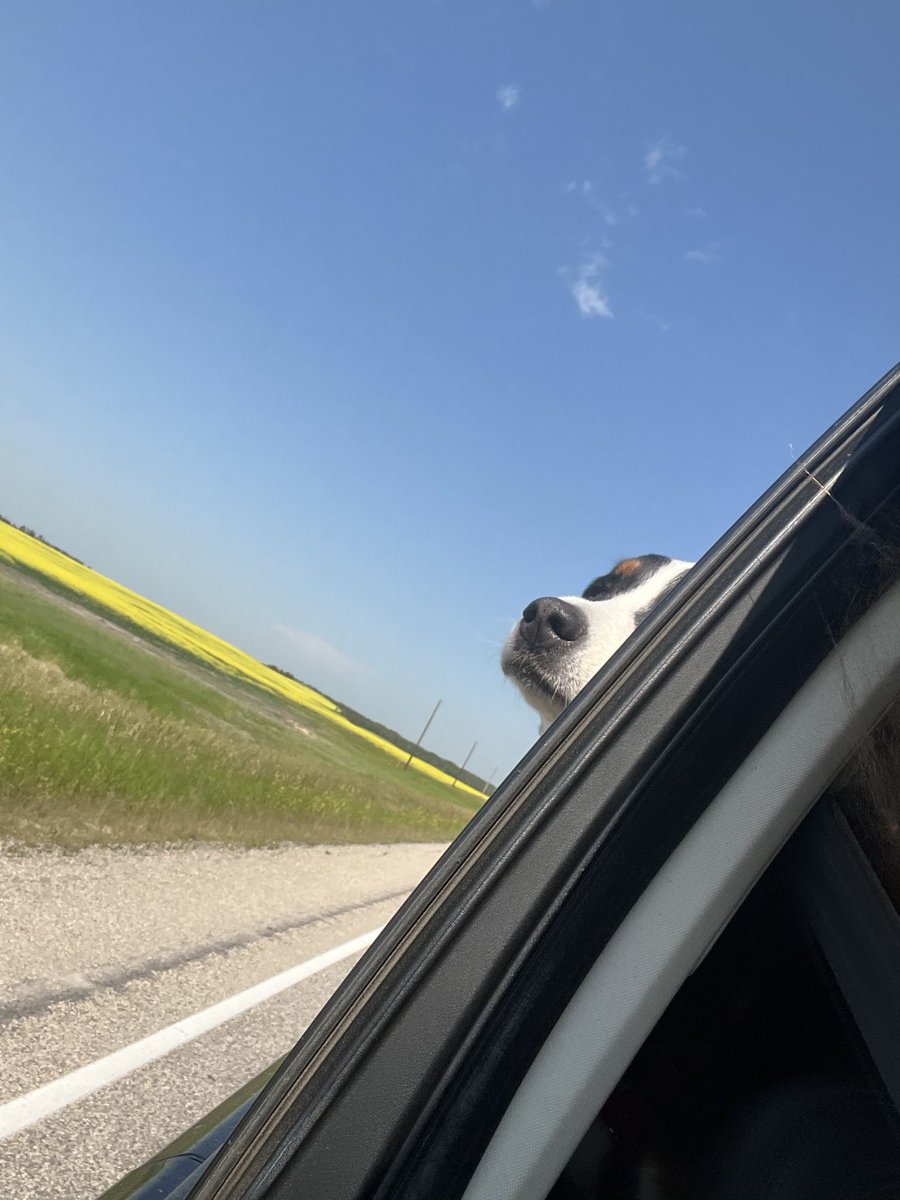 LittleDenene's tweet photo. She’s checking out the canola.
#cropride #Saskatchewan https://t.co/ASOheK3KwW
