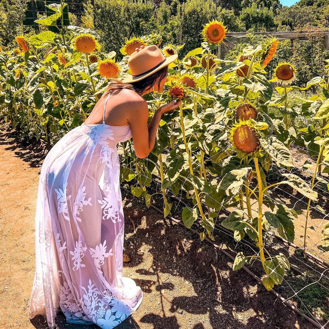 Filoli's Garden is bursting with the midsummer color of sunflowers, zinnias, and dahlias. Are you bathing in the warmth like these sunflowers in the Cutting Garden? 

Photo by @bayarea_droidventures and @kelseyjomcintosh on Instagram