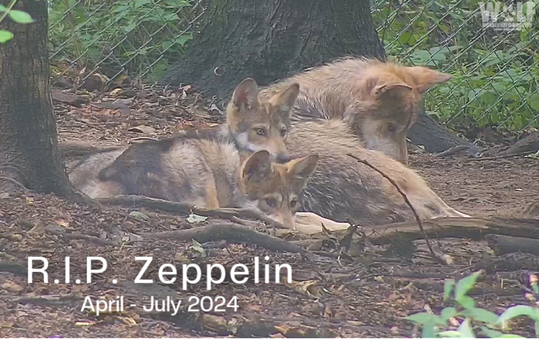 nywolforg's tweet photo. Dear friends,

It is with sadness that we share devastating news; Zeppelin, one of Mexican gray wolf Trumpet’s pups, died unexpectedly this week, and the cause of death is inconclusive.

At just under three months old, his name had yet to be bestowed so we gifted him the name of Zeppelin, originally given to one of his wild brothers. Through glimpses into his life from the livestreaming webcams, we learned he was playful and bold, yet loving and gentle when needed. His older brothers surely thought of him as mischievous but to his littermate Ikal, he was everything – a friend, confidant, playmate, and source of comfort rolled into a petite package. He will surely miss Zeppelin the most.

Our thoughts are with his family, who are navigating a new way of life after dealing with a heartbreaking and unexpected loss, and with all of you – Zeppelin’s global family who never knew him, and never would know him, but were able to fall in love with him nevertheless.

Thank you so much for your support.

Wolf Conservation Center
