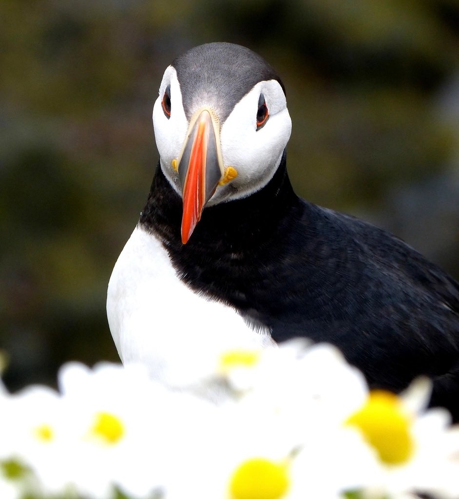PuffinsDaily's tweet photo. His choice of flower #puffins https://t.co/J5LRFL2bQg