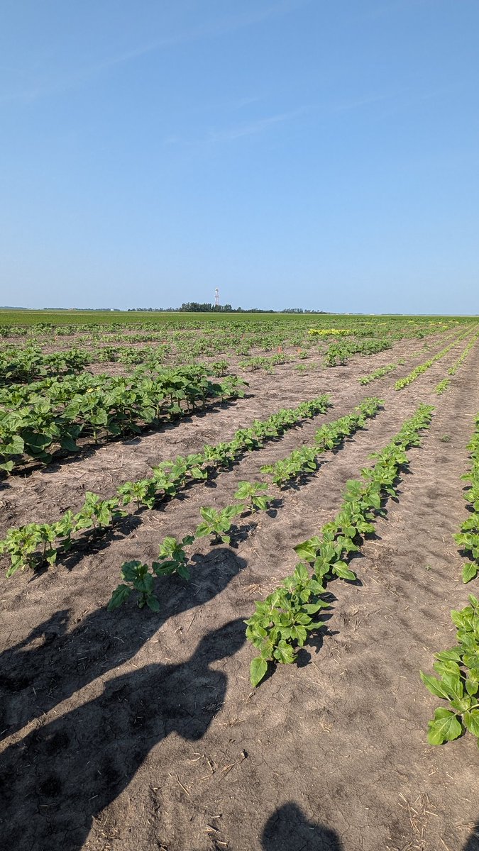 Jared Marquis tweet media