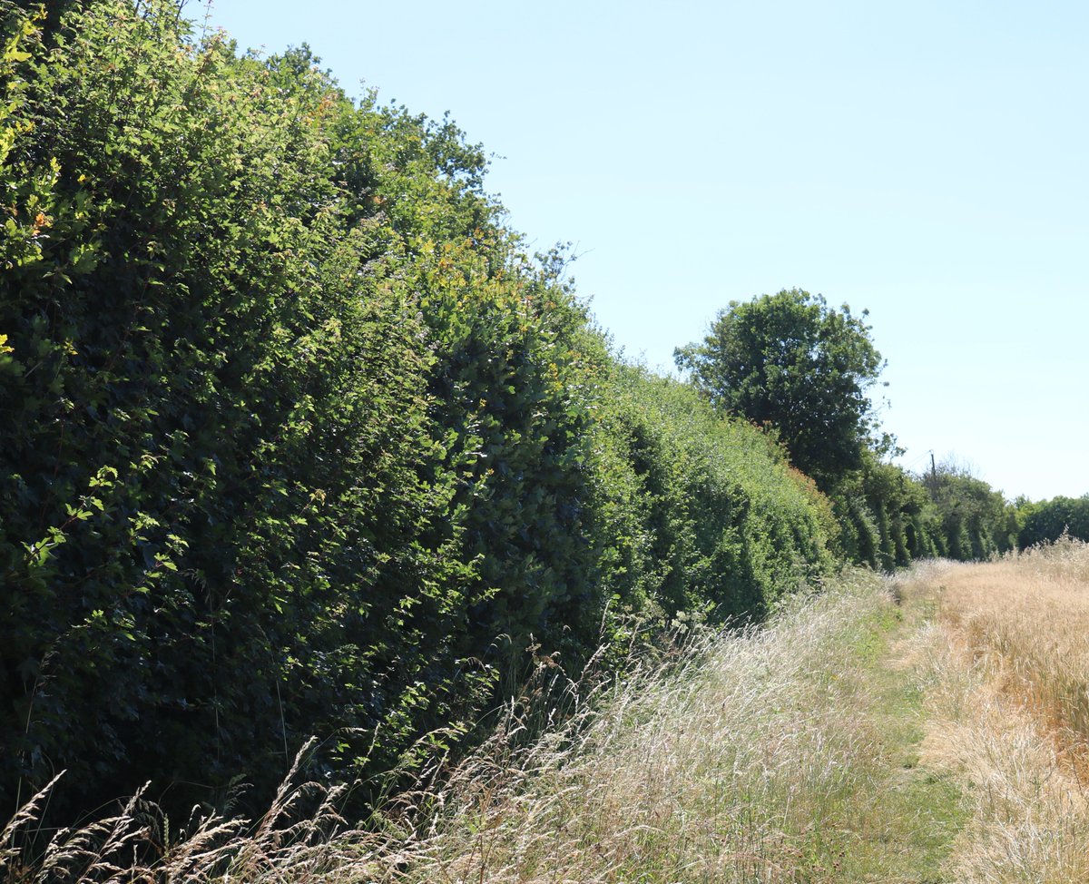We have seen this locally.
Attempts to re-provide the bat habitat along this magnificent native hedgerow in #SilverEnd #Essex have failed.
The hedge was destroyed by developers. 
The bats have gone.
That's actually a potential crime - but who cares eh ?