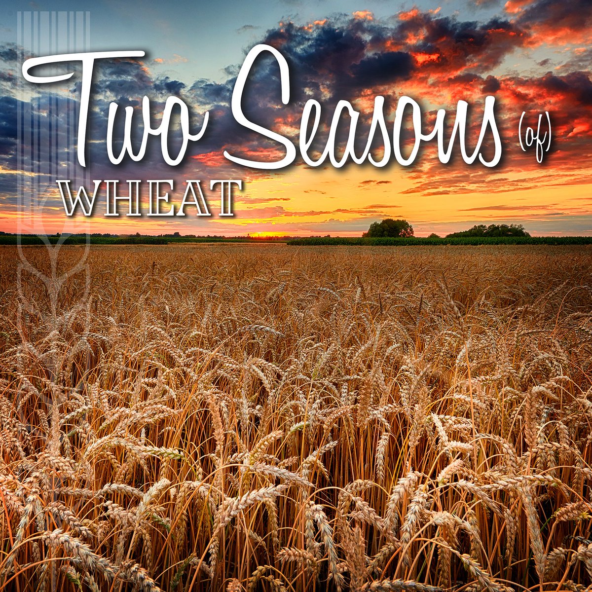 FencelineBeer's tweet photo. 𝗡𝗘𝗪 𝗕𝗘𝗘𝗥! Just in time for summer, we thought we'd celebrate the two different seasons of WHEAT! #DYK there's "Spring" &amp; "Winter" wheat based on when they're planted? 

𝗧𝗪𝗢 𝗦𝗘𝗔𝗦𝗢𝗡𝗦 (𝗢𝗙) 𝗪𝗛𝗘𝗔𝗧 is light, bright, and refreshing. 4.8% https://t.co/e1IfjVwz3W