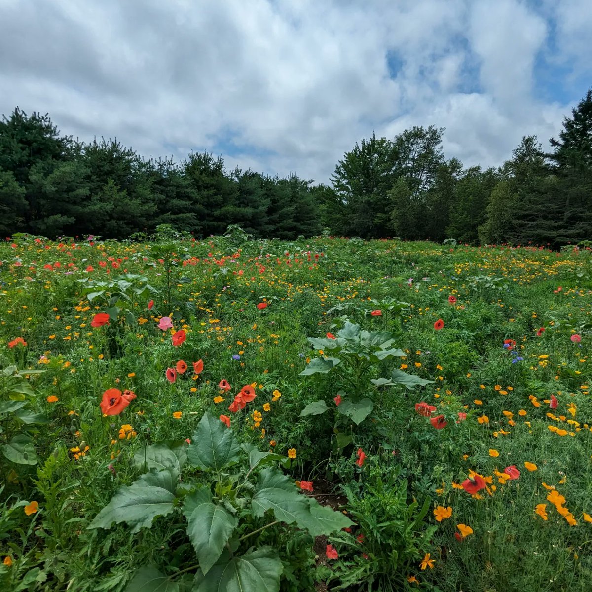 ChickenJen's tweet photo. Our front lawn. Somebody got a little carried away with the wildflower mix. #Maine #farming #gardening The #honeybees and #nativepollinators are loving the mix, and so are we. https://t.co/wGuFPRvEJR