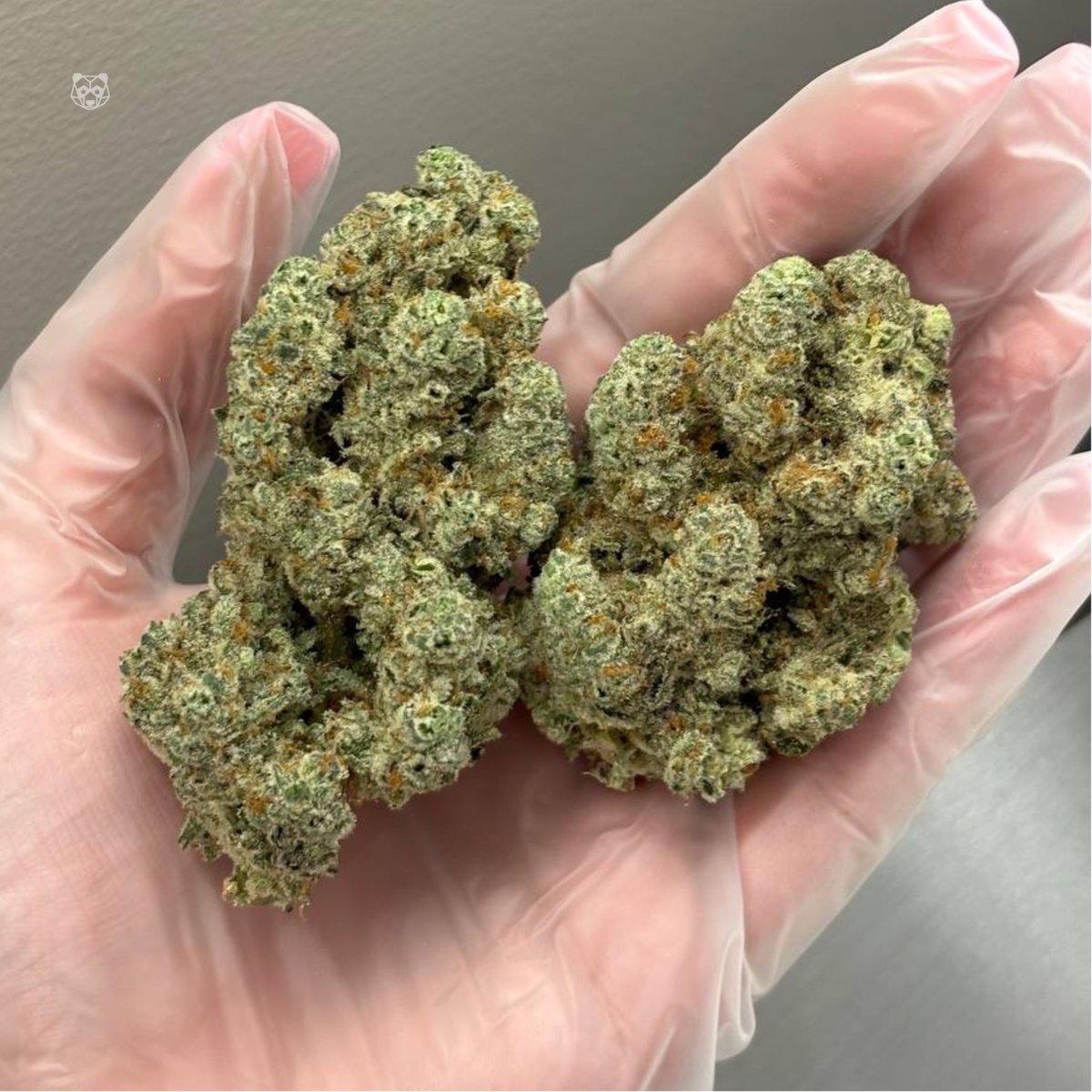 phatpanda's tweet photo. #MacBerry hand grenades grown down at our California facility 👽🍇 #phatpanda https://t.co/TLjwqe7WAE