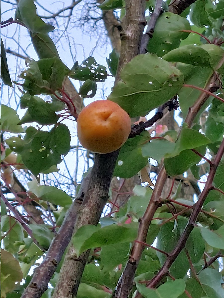 AnnabelleBizet's tweet image. Qui dit moisson dit début de la récolte des abricots !! La quantité n&apos;est pas importante mais la qualité est la !!
#Moisson2024 
#fandabricots