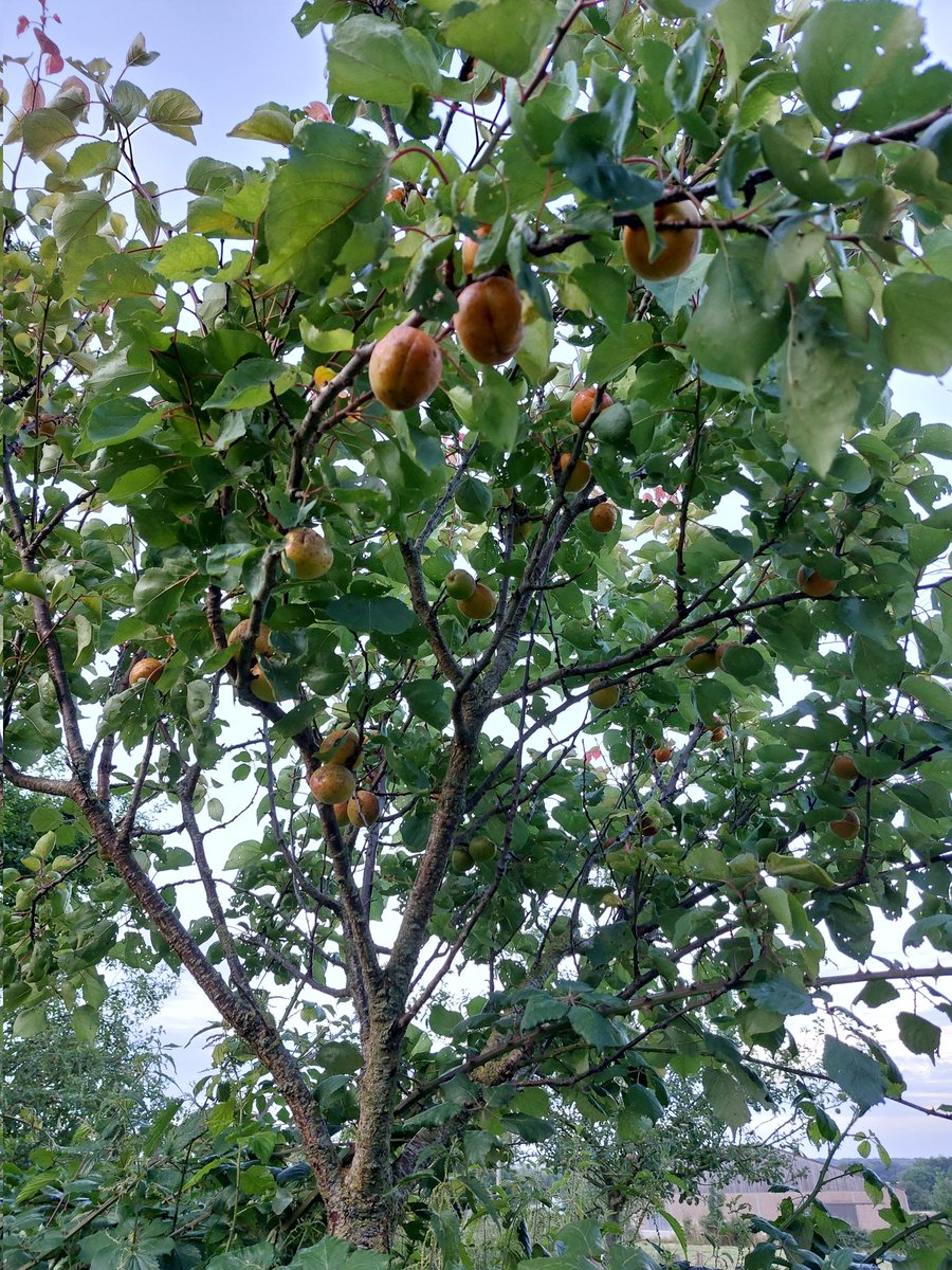 AnnabelleBizet's tweet image. Qui dit moisson dit début de la récolte des abricots !! La quantité n&apos;est pas importante mais la qualité est la !!
#Moisson2024 
#fandabricots