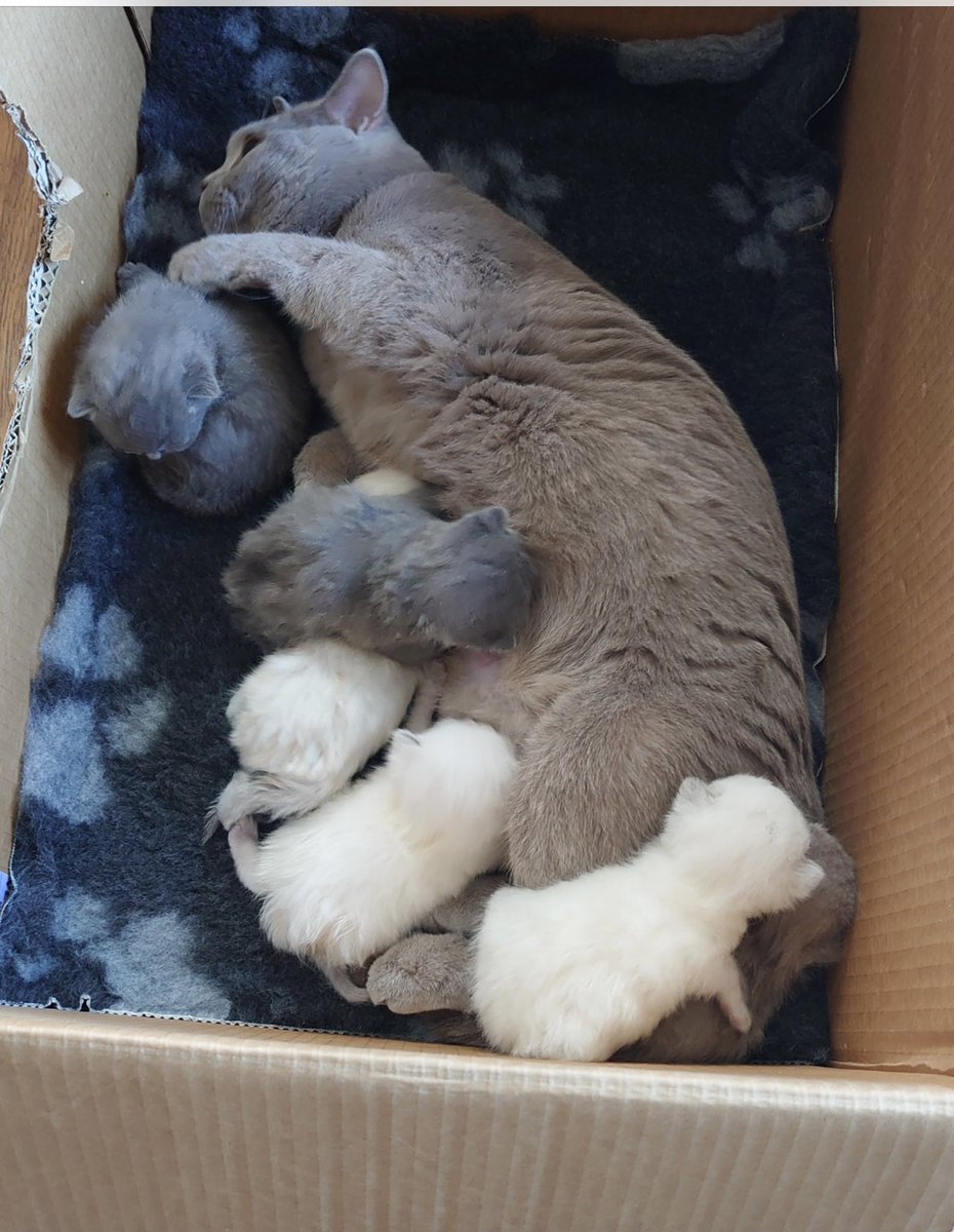 sarahmog's tweet photo. Baby Coco with her Mum &amp; siblings last year #ThrowbacThursday #CatsOfTwitter https://t.co/cr3UQm5oci