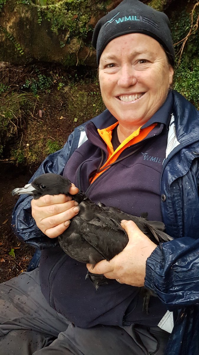 WomenSeabirdSci's tweet photo. #WomenInSeabirdScience
Elizabeth Bell @blackpetrelbiz is an Ecologist at Wildlife Management International Ltd. monitoring population trends, #movement, #breedingsuccess, survival and recruitment of New Zealand #seabird colonies to determine #conservation concerns https://t.co/khIr6mtQpr