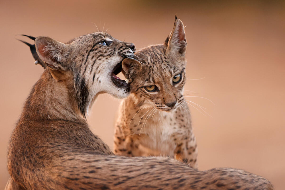 MaxCRoser's tweet photo. Good news from Spain and Portugal. 

Twenty years ago the Iberian Lynx was close to extinction with less than a hundred animals alive.

Thanks to the efforts of conservationists, the population has now increased substantially.

[data: https://t.co/iXodYtAnFM] https://t.co/jzCXmlgnha