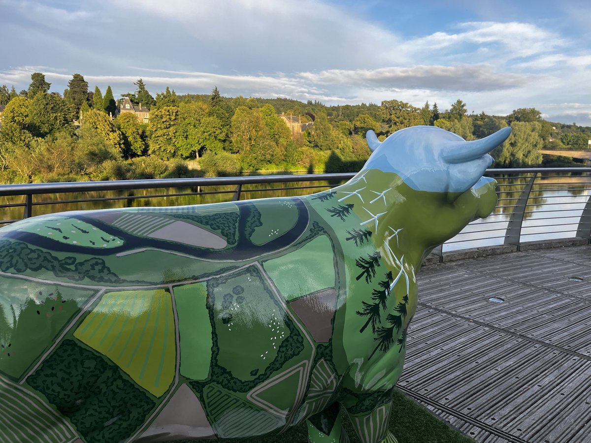 librarynative's tweet image. #Perth this evening with one of the #highlandcoo2024