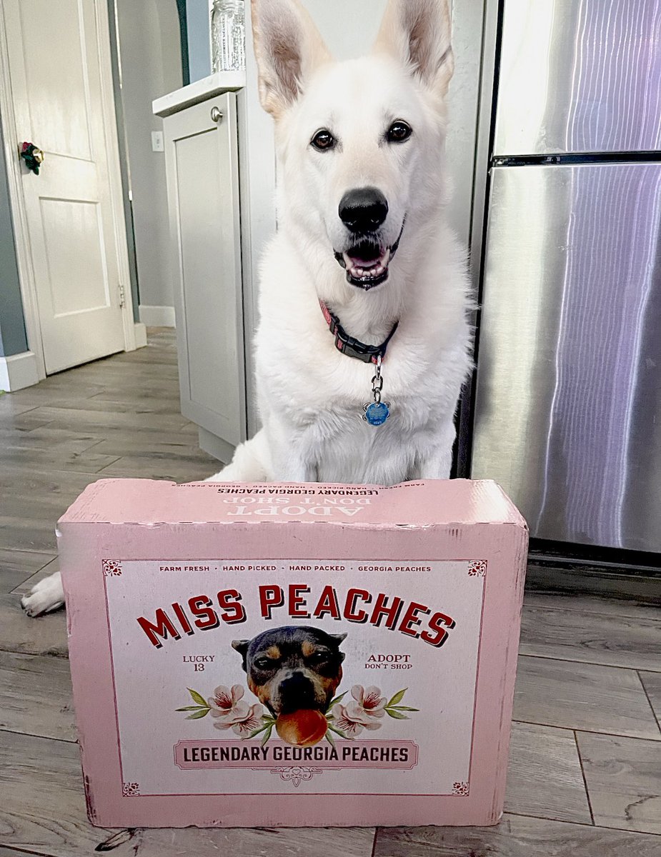 SusanMartelli's tweet photo. @stoolpresidente just received our Miss Peaches, peaches and they all look perfect! So happy to support the cause! #FamousMissPeaches 🧡🍑🧡 https://t.co/ajar7g6vOe