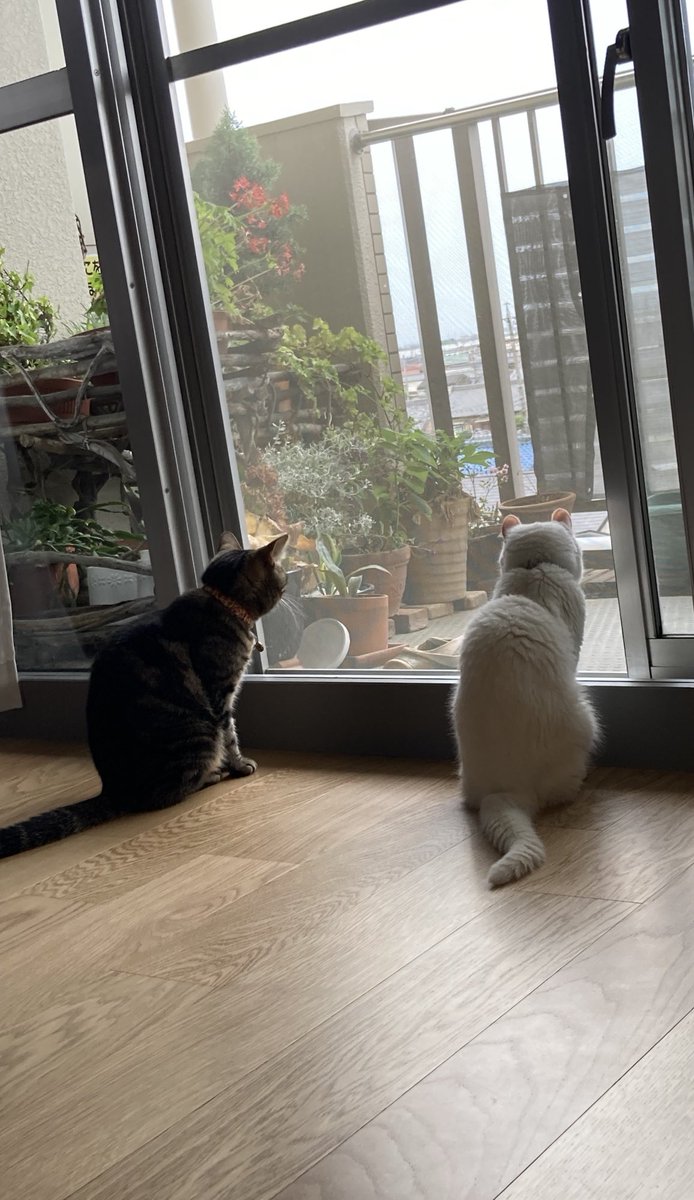 リノベーション後のお家✨
梅雨明けまだだね(^ぬ^; )

#保護猫
#アメリカンショートヘア
#アメリカンカール