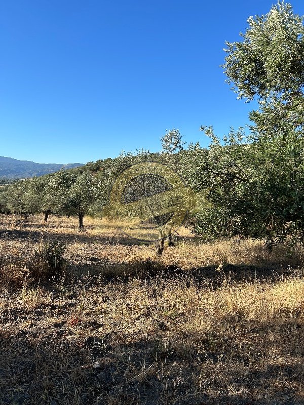 Balıkesir Burhaniye Şahinler'de, 100 zeytin ağacı olan, 7136 m2 zeytinlik. 5.250.000 TL +46700982264

marketofrealty.com/zeytinlik/3131…

#emlak #gayrimenkul #sahibinden #satılık #yatırım #zeytinlik #tarla #arsa #arazi #tarım #turkey #türkiye #balıkesir #burhaniye #şahinler #property