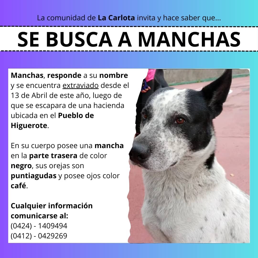 <a href="/TarekWiliamSaab/">Tarek William Saab</a> Exigimos a <a href="/Farmatodo/">Farmatodo</a> que responda Donde esta Manchas? <a href="/sosanimalvzla/">sosanimal Venezuela</a> ayuda a difundir. Se presume perdido en Higuerote #DondeestaManchas #justiciaporManchas