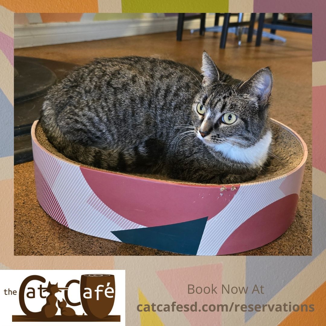 CatCafeSanDiego's tweet photo. After spending almost a year with us, Penlope is moving. Unfortunately, it's not because she got adopted. We're moving her to our sister cat cafe, Cat &amp; Craft in the hopes that getting her exposed to different visitors will do that. #catcafesd #catcafe #catsofsandiego #adoptdo... https://t.co/PtuvzXrzkL