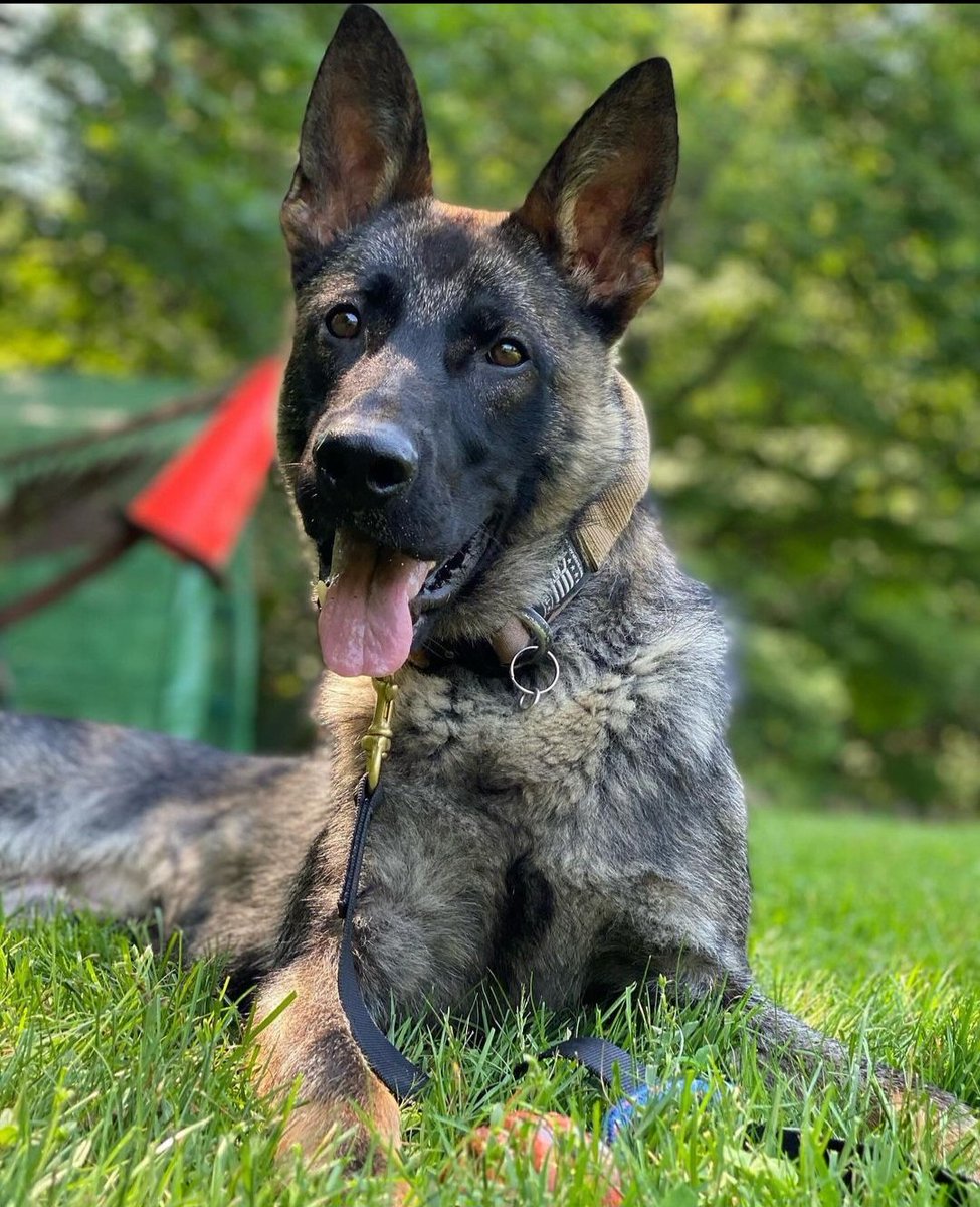 peekskillpolice's tweet image. K9 Danny, looking sharp! 💙