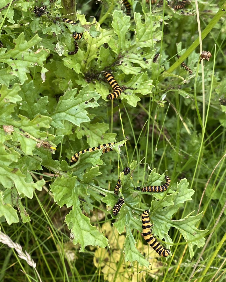 jmbrame1's tweet photo. @stevoallain @Buzz_dont_tweet @DaveGoulson @ChrisGPackham @IoloWilliams2 They’re all in my garden in Bristol 💚 https://t.co/26hcY1PTZF