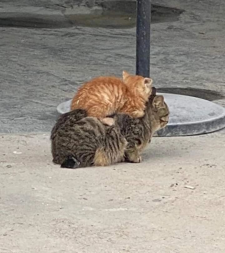 DontShowYourCat's tweet photo. onward, noble steed https://t.co/5CEqlaSOz8