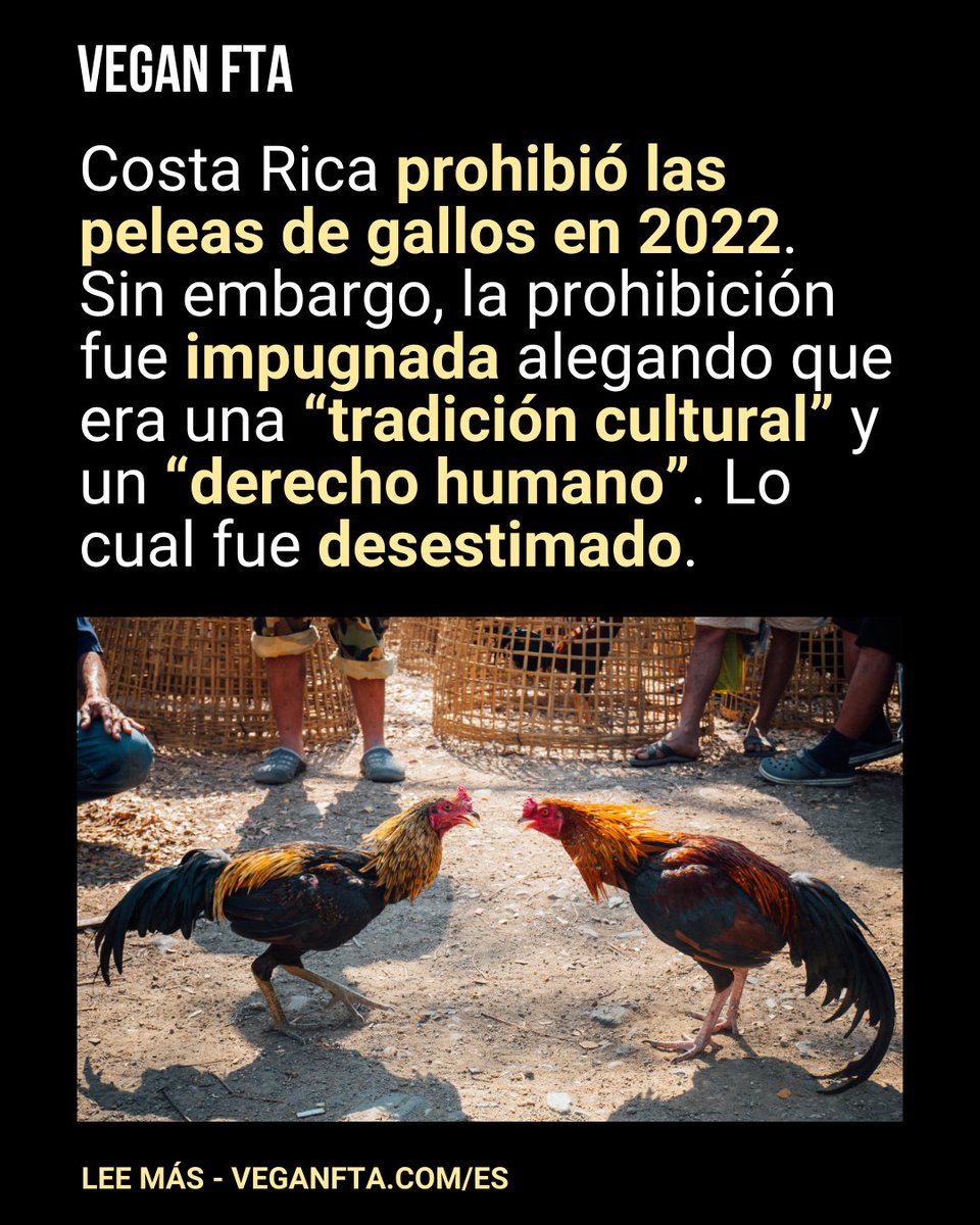 VeganFTAEspanol's tweet image. La Comisión Interamericana de Derechos Humanos ratificó la prohibición de las peleas de gallos en Costa Rica al desestimar una denuncia de la Asociación Nacional de Criadores de Gallos de Pelea 🐓

👉 bit.ly/veganftacg

#gallos #peleas #cultural #tradición #roosters