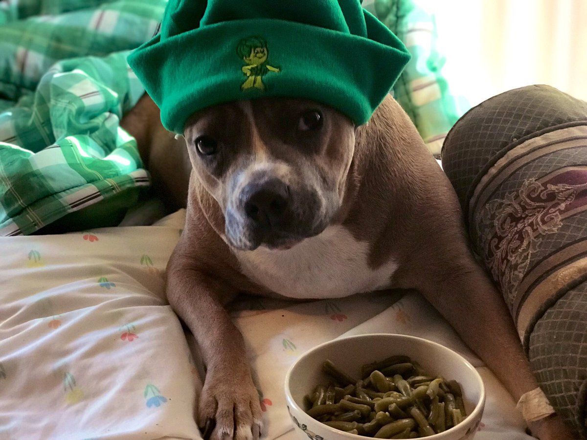 Hellerink's tweet photo. @rottenroxygirl We are #TeamRoxyForever
Miss you sweet girl and know you are forever loved๐
#GreenBeanQueen
#MayorRoxy https://t.co/G3ibO1REsZ