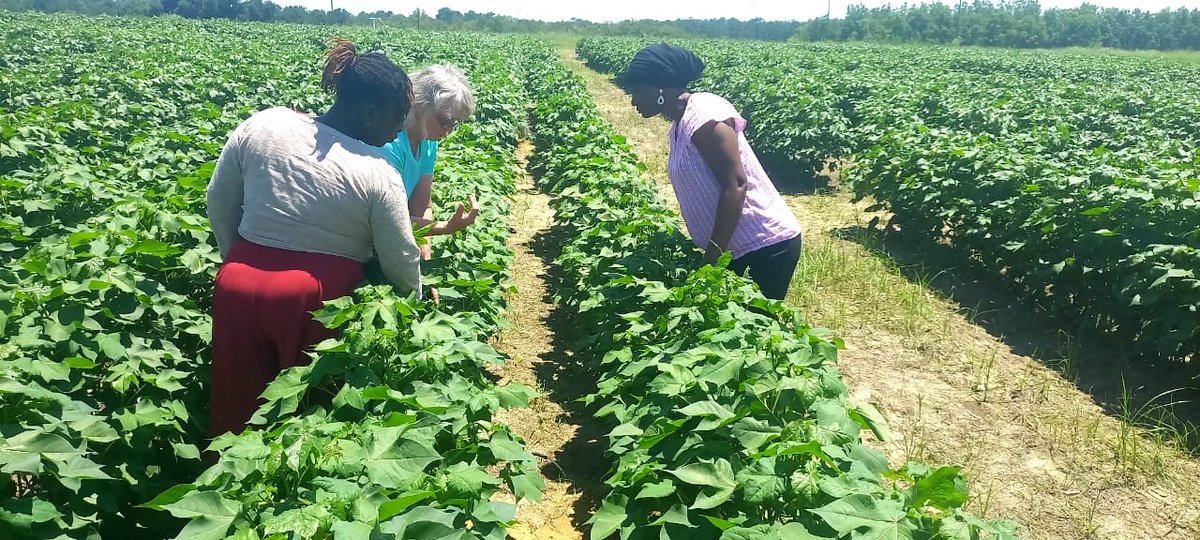 dubeux's tweet photo. Thanks to our NFREC Quincy faculty for hosting our USDA Fellows from Africa today! They had a blast learning more about cropping systems and nutrient management in Florida! ⁦@UF_IFAS⁩ ⁦@UFIFASAgronomy⁩ ⁦@ufifasnfrec⁩ ⁦@nutridairy⁩ ⁦@UF_IFAS_GFSI⁩ https://t.co/nfR1qZew7v