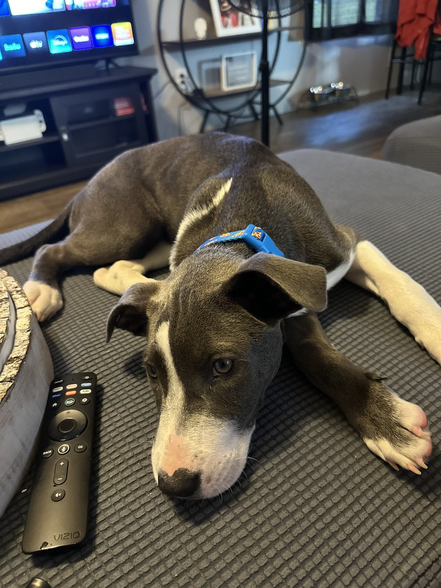 kingofcrashh's tweet photo. @stevewilldoit I just rescued this puppy named macaroni, 10k would go a long way to spoiling the little guy… https://t.co/9dzMCHlGac
