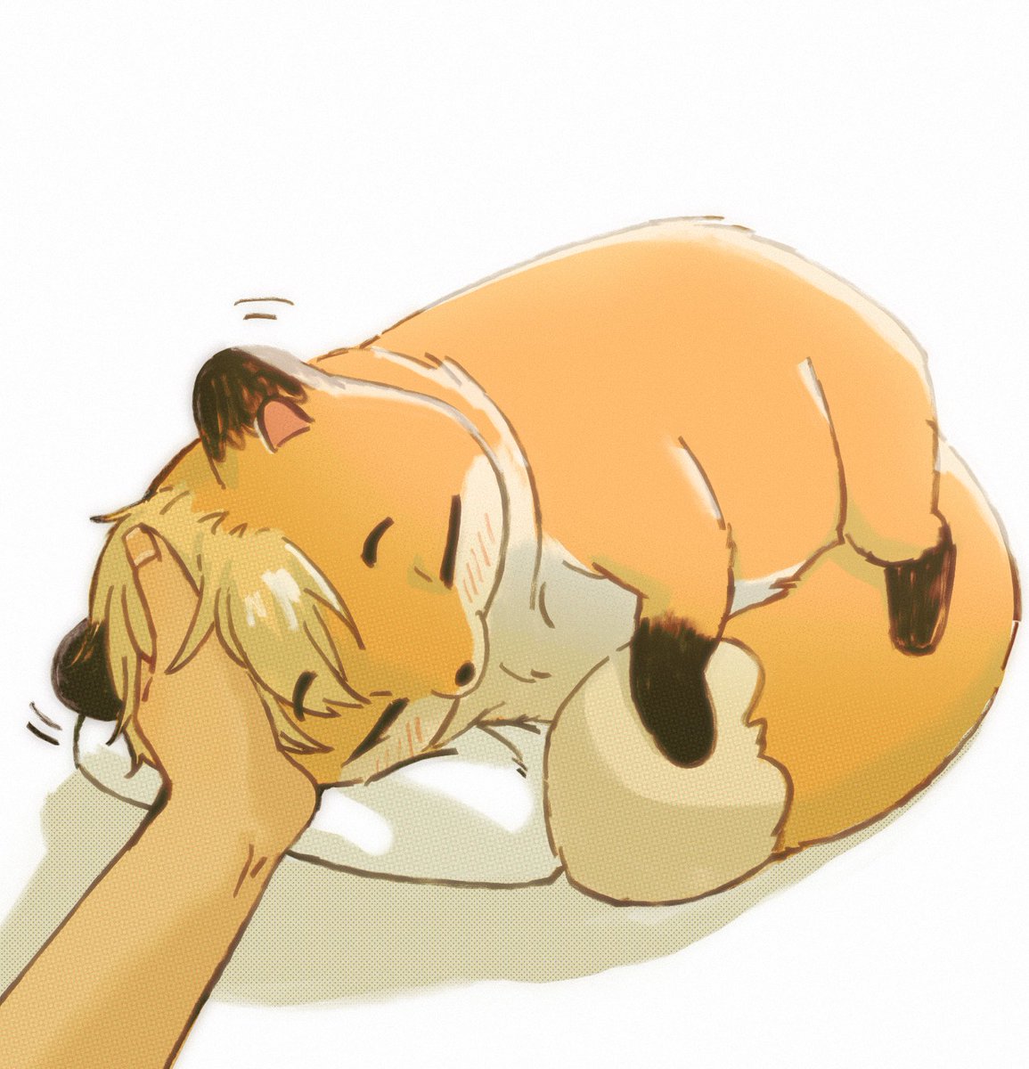 goatticorn's tweet photo. Oh no! Chumu’s sleeping on your side of the bed! 
What would you do?? ‼️🙉  🛌🦊💤 

- He didn’t bathe yet 
- his lil ears twitches when you try to scoop him up https://t.co/cAoy1l47mP