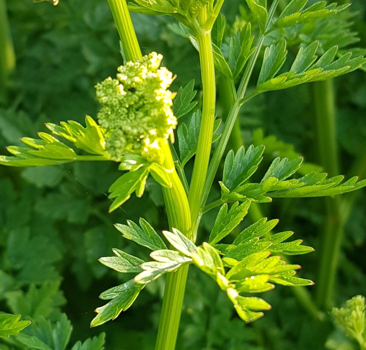 CookeElizAuthor's tweet image. The beautiful geometry of nature
#naturalworld #plants #flowers #gardenersworld #garden #gardening