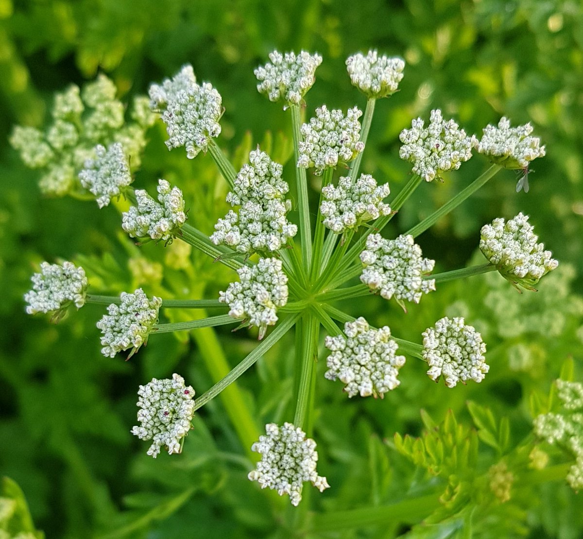 CookeElizAuthor's tweet image. The beautiful geometry of nature
#naturalworld #plants #flowers #gardenersworld #garden #gardening