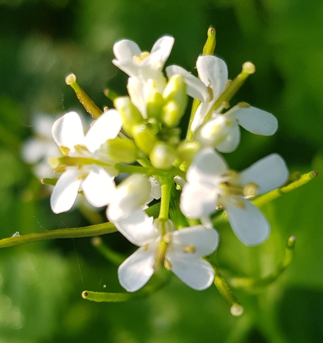 CookeElizAuthor's tweet image. The beautiful geometry of nature
#naturalworld #plants #flowers #gardenersworld #garden #gardening