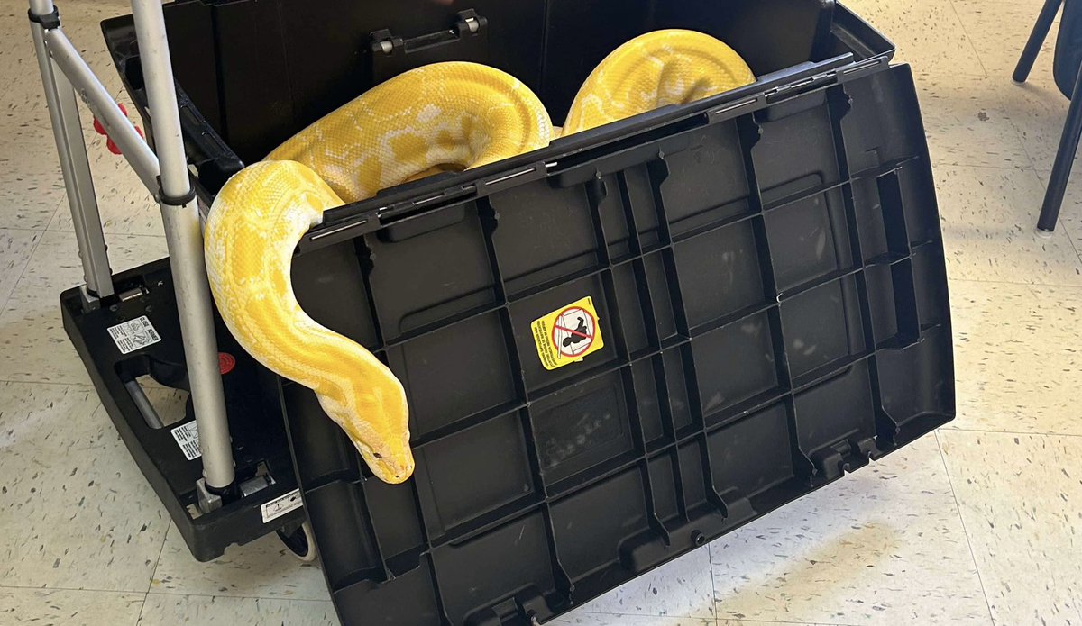 VictoriaALander's tweet photo. Reunited with Marshmallow for the Third year in a row ☺️ Thank you Jellybean Entertainment for coming and Hanging out with us ! We had a blast again this year ☺️ #Marshmellow #daycarelife #ilovemyjob #reptileshow #albinoballpython https://t.co/gA1gtHmOwV