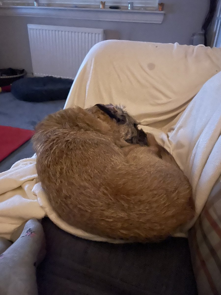 BarneyTrubbleBT's tweet photo. Feeling sorry for myself was sick all last night out of sorts today small rations of chappie no treats nothing .#BTPosee 😔 https://t.co/N7wdzmsgcW