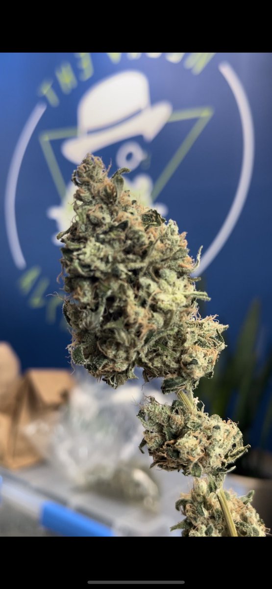 Thraxington's tweet photo. https://t.co/ey8YY9znP7
S.U.R.F. SOLIDIFIED®️ x MoodyNugs x The Green Alchemist x WerstKnightMeer
Connoisseur’s with a taste for Better Bars & Beats and Always what Grows beneath
#LifesAtripKeepABagPacked
#SurvivingUnitedRidingFlying
#HandCraftedcannabis
#PassThat https://t.co/gDQldGiNw9