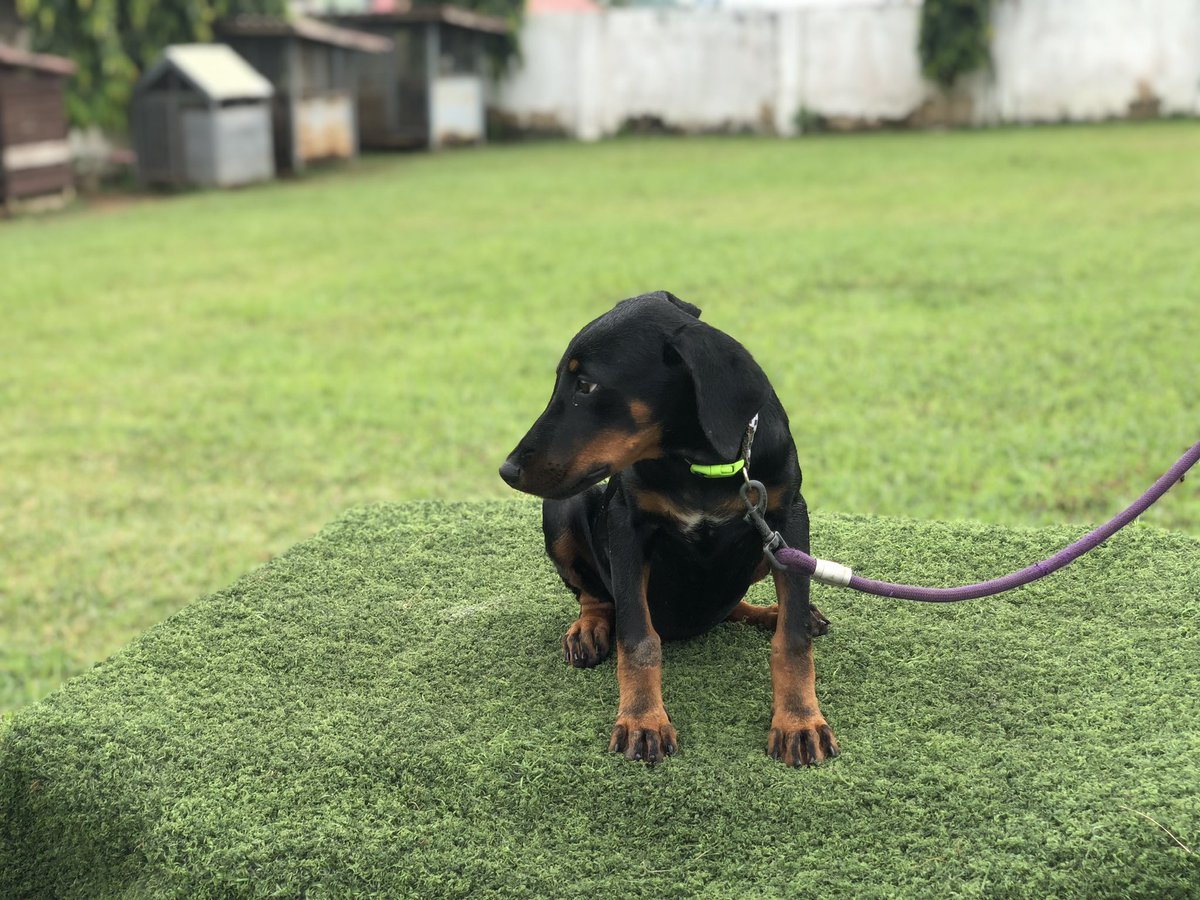 deparkies's tweet photo. @Citi973 @benkoku 3 months old female doberman -call or WhatsApp 0263862906 https://t.co/oAl3MJJtZk
